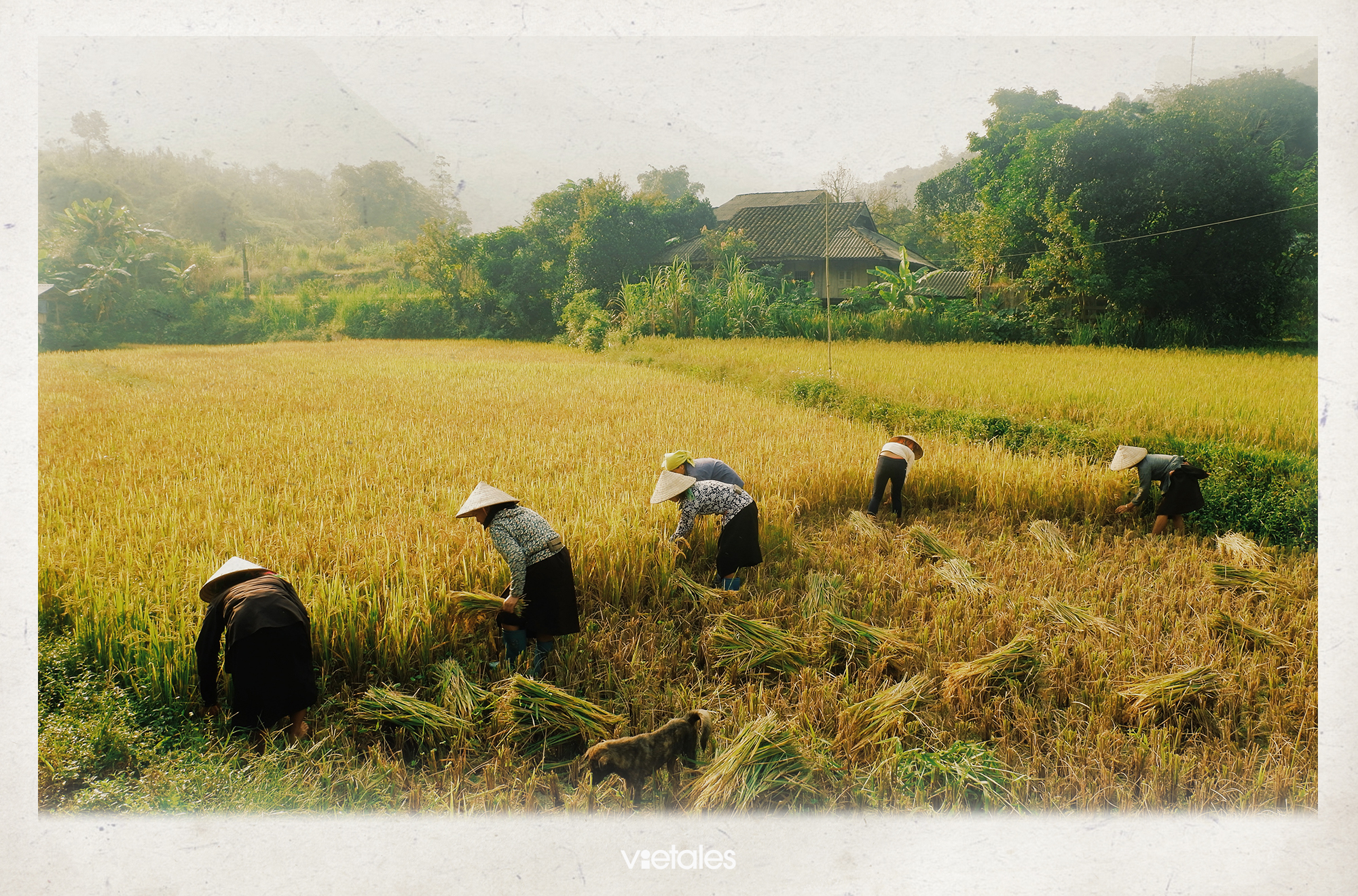 Đồng bào đội nón lá gặt lúa