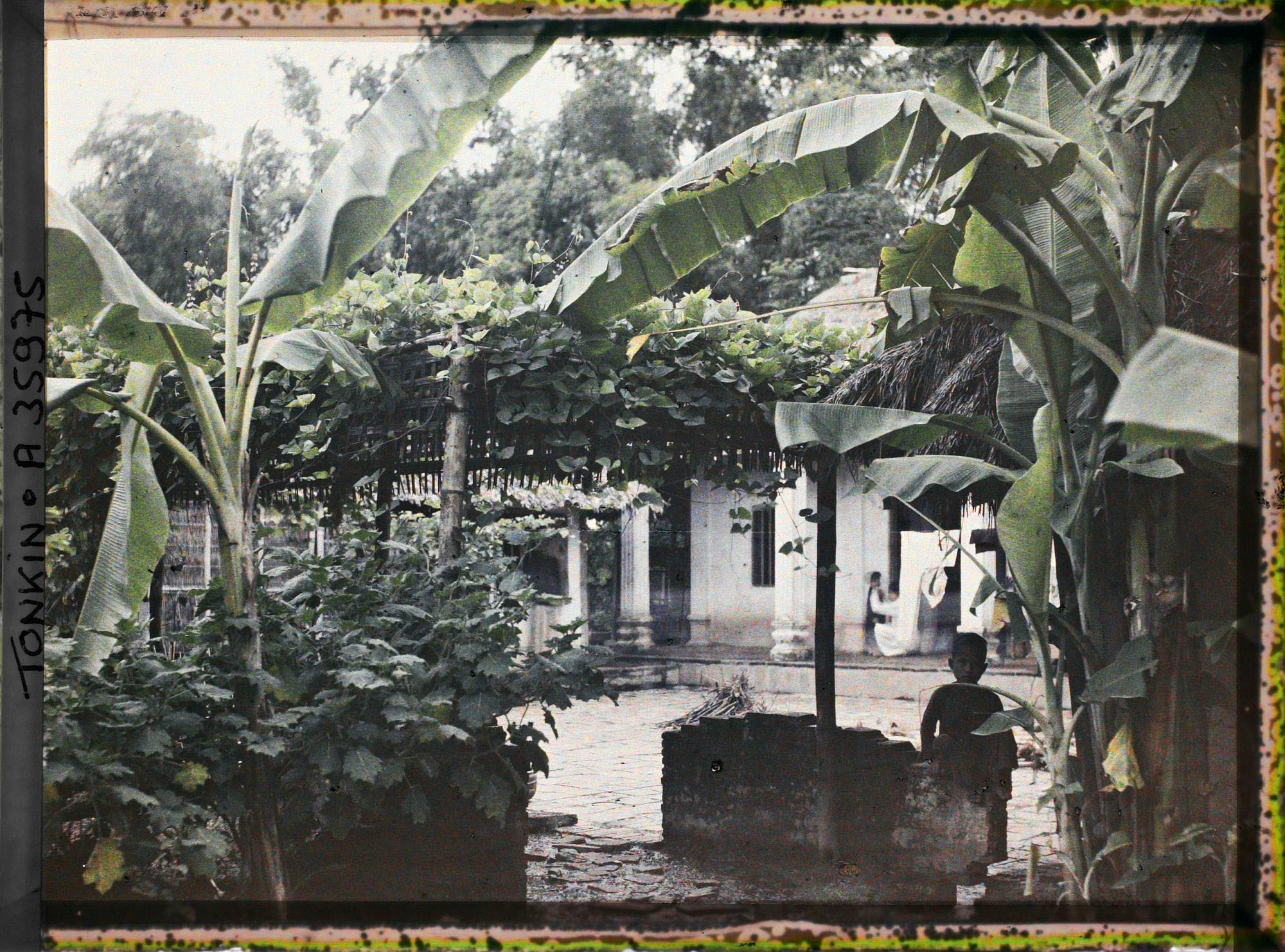 Một mảnh vườn có cây chuối và giàn trầu tại một ngôi làng miền Bắc năm 1921. Ảnh của Léon Busy.