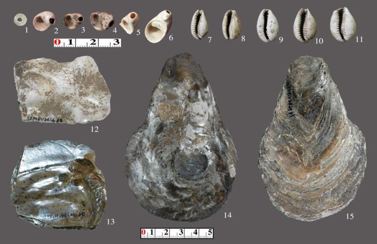 Đồ trang sức (1-11) và công cụ (12-15) làm từ vỏ nhuyễn thể. Nguồn: Phan (2012)